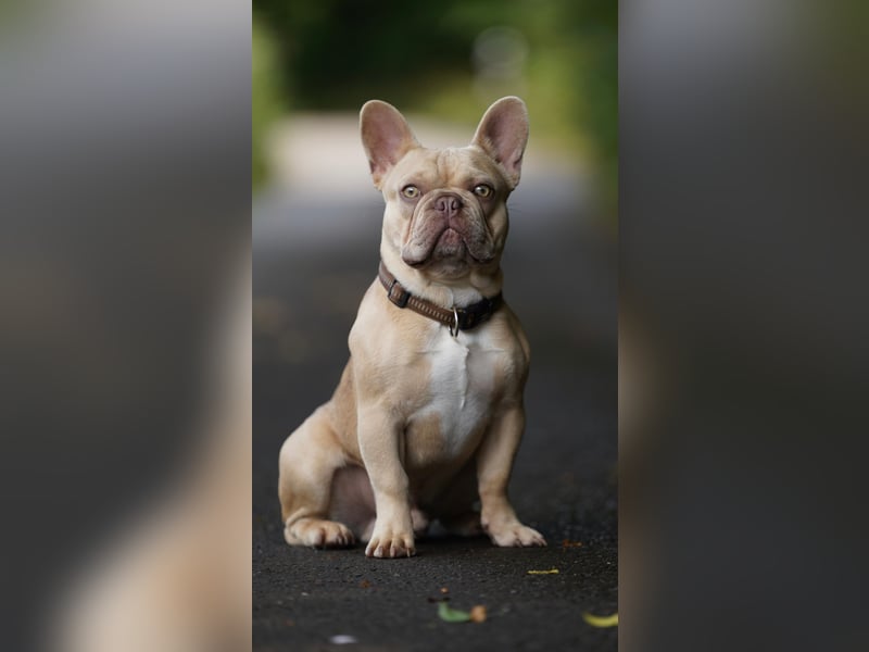 Französische Bulldogge Deckrüde