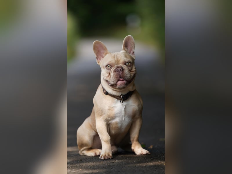 Französische Bulldogge Deckrüde