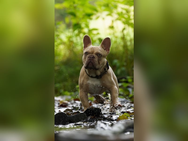 Französische Bulldogge Deckrüde