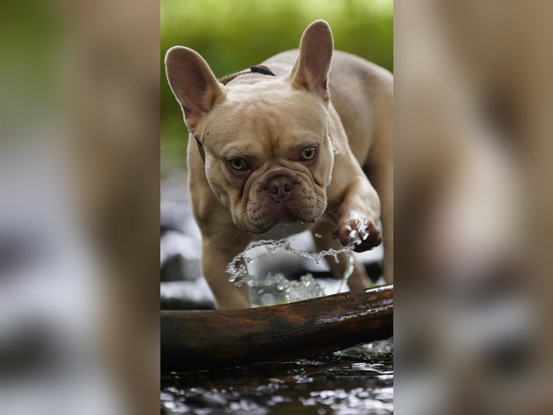 Französische Bulldogge Deckrüde