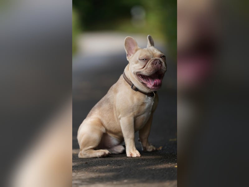 Französische Bulldogge Deckrüde