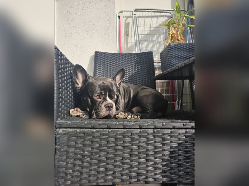 Chicko sucht ein liebevolles neues Zuhause