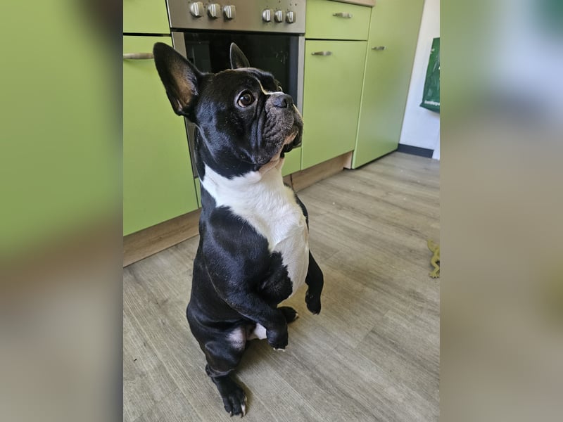 Chicko sucht ein liebevolles neues Zuhause