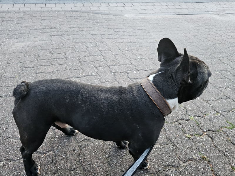 Chicko sucht ein liebevolles neues Zuhause