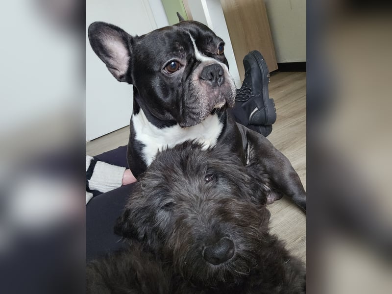 Chicko sucht ein liebevolles neues Zuhause