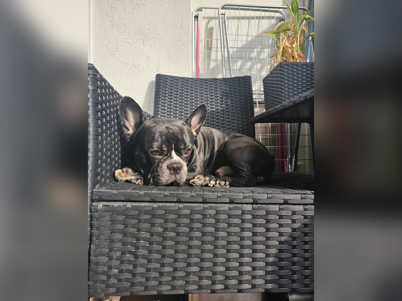 Chicko sucht ein liebevolles neues Zuhause