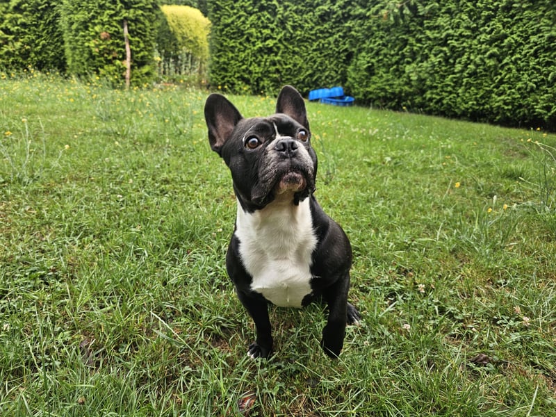 Chicko sucht ein liebevolles neues Zuhause