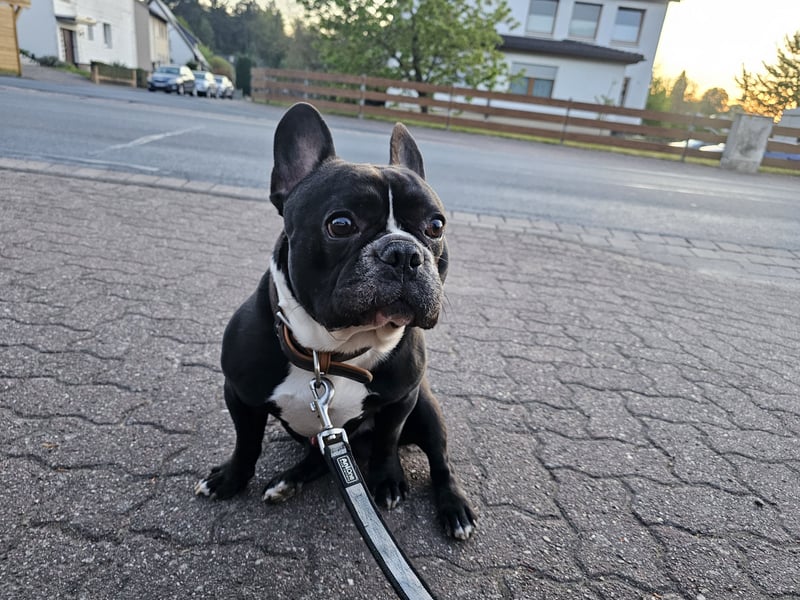 Chicko sucht ein liebevolles neues Zuhause