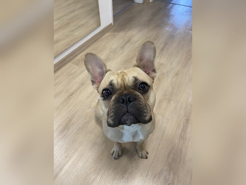 Französische Bulldogge sucht neues Zuhause