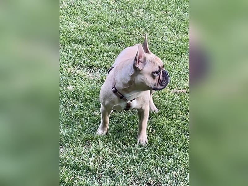 Französische Bulldogge sucht neues Zuhause