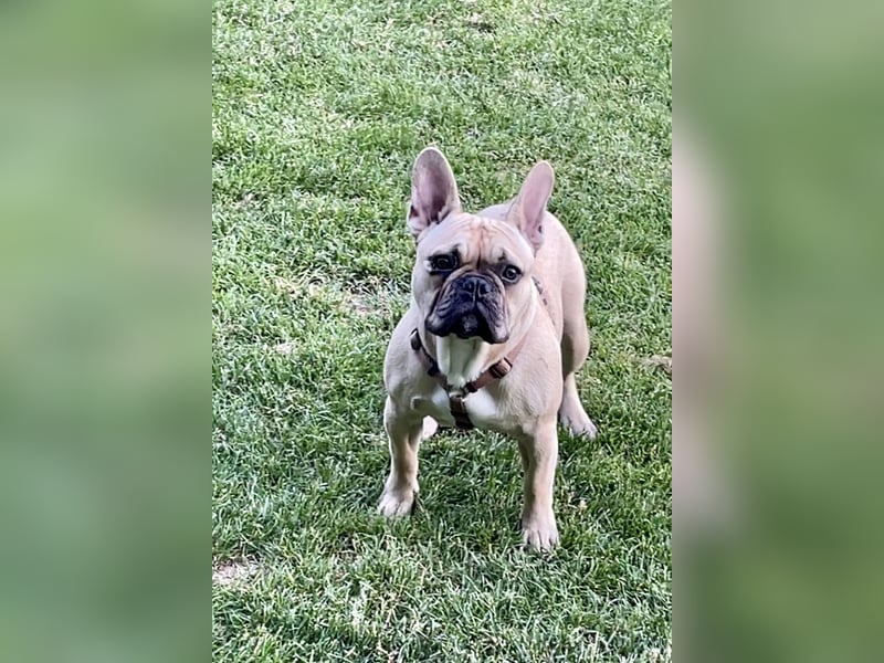 Französische Bulldogge sucht neues Zuhause