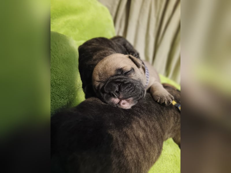 Französische Bulldogge Welpe
