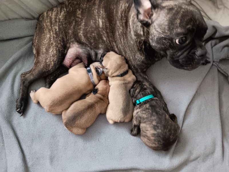Französische Bulldogge Welpe