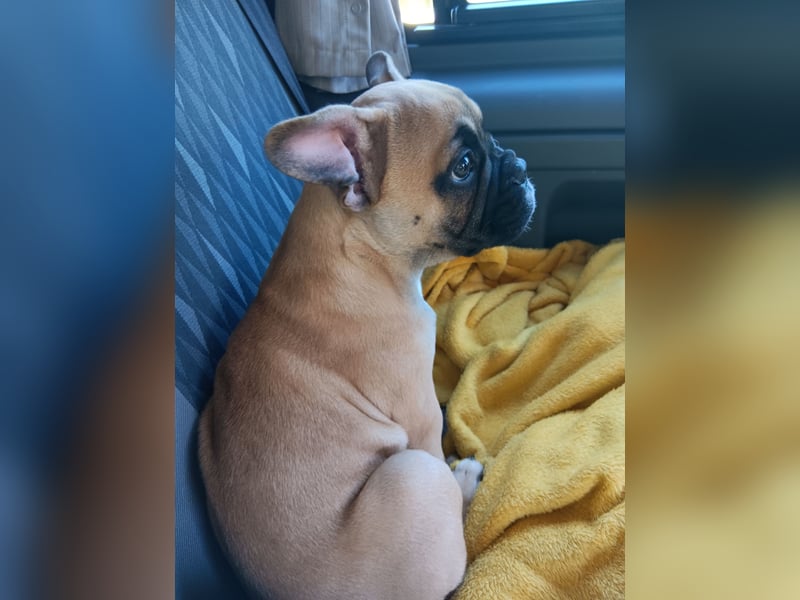 Französische Bulldogge Welpe