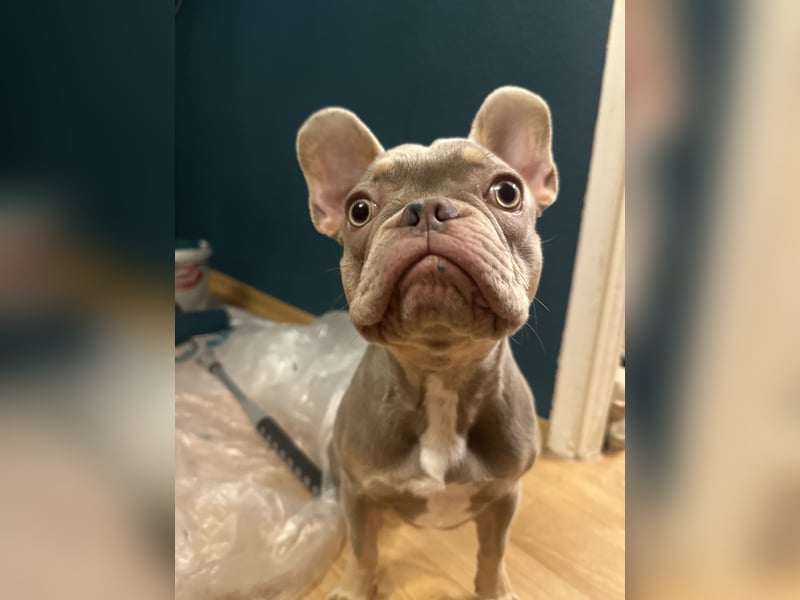 Französische Bulldogge sucht neues Zuhause