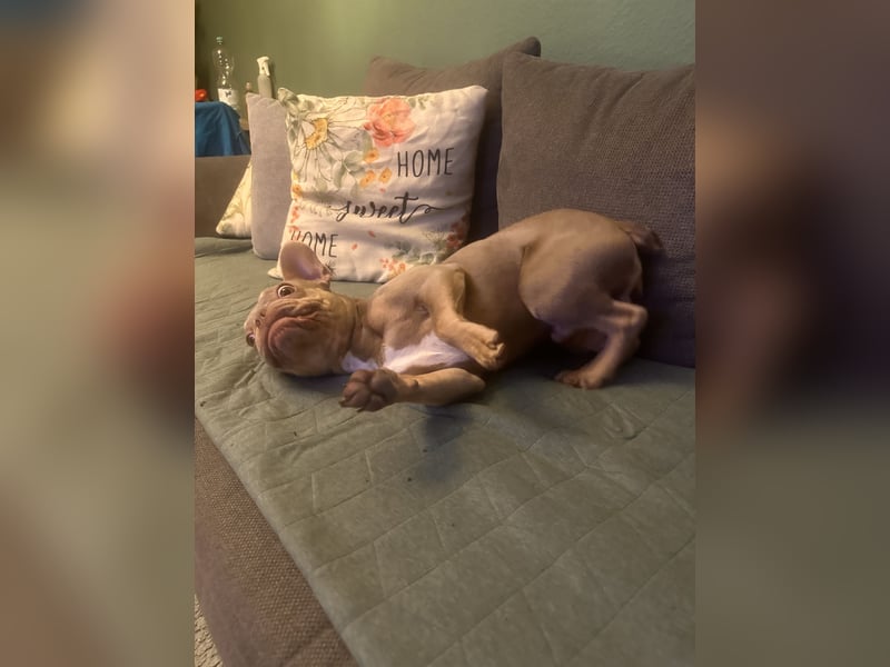 Französische Bulldogge sucht neues Zuhause