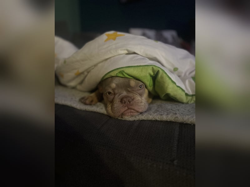 Französische Bulldogge sucht neues Zuhause