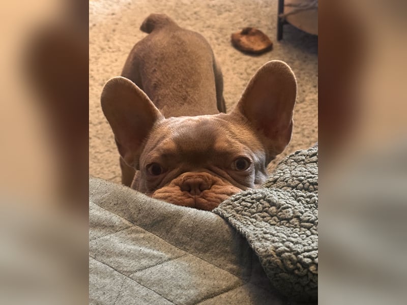 Französische Bulldogge sucht neues Zuhause