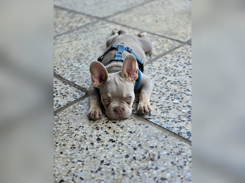 Französische Bulldogge sucht neues Zuhause