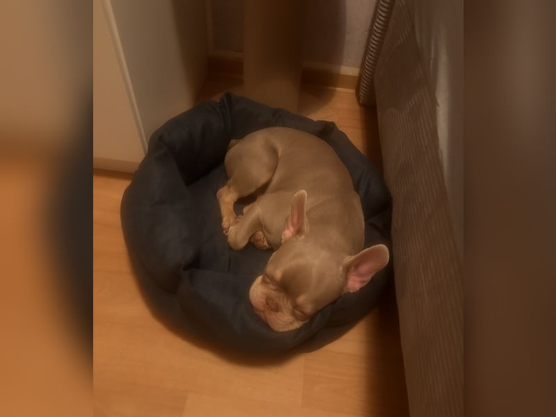Französische Bulldogge sucht neues Zuhause