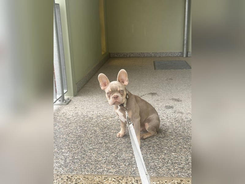 Französische Bulldogge sucht neues Zuhause