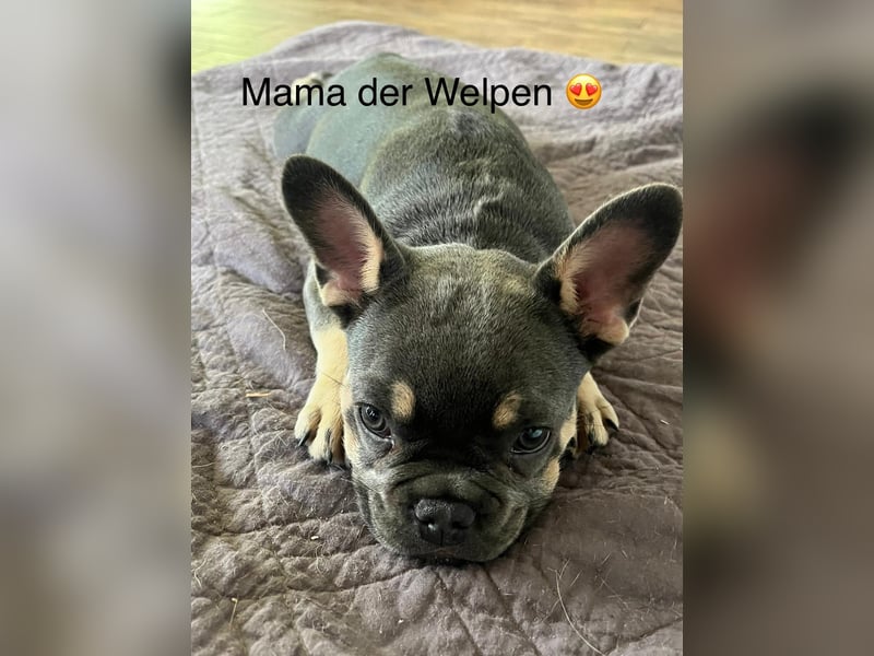 Französische Bulldoggen mit Nase und Rute, teilweise Fluffy
