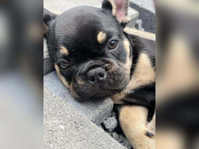 Französische Bulldoggen mit Nase und Rute, teilweise Fluffy