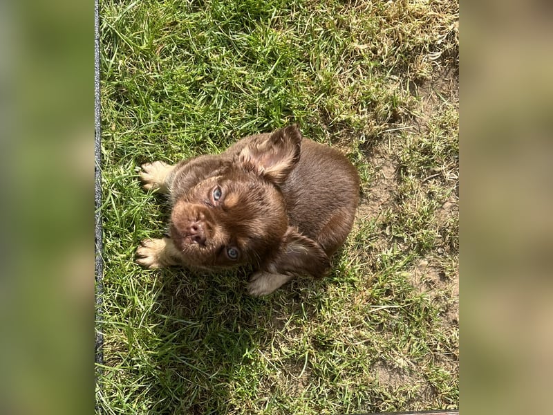 Französische Bulldoggen mit Nase und Rute, teilweise Fluffy