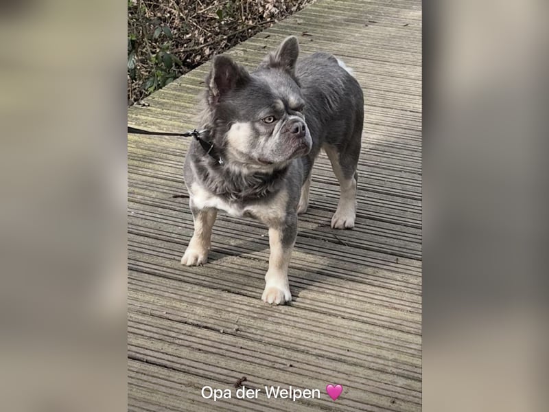 Französische Bulldoggen mit Nase und Rute, teilweise Fluffy