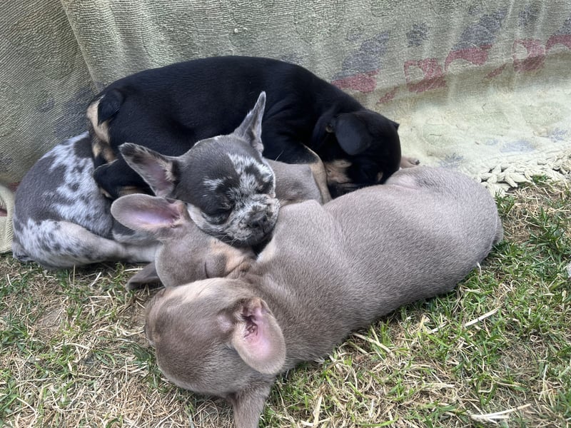 Französische Bulldoggen mit Nase und Rute, teilweise Fluffy