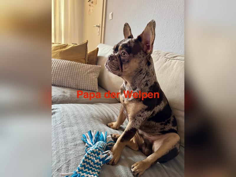 Französische Bulldoggen mit Nase und Rute, teilweise Fluffy
