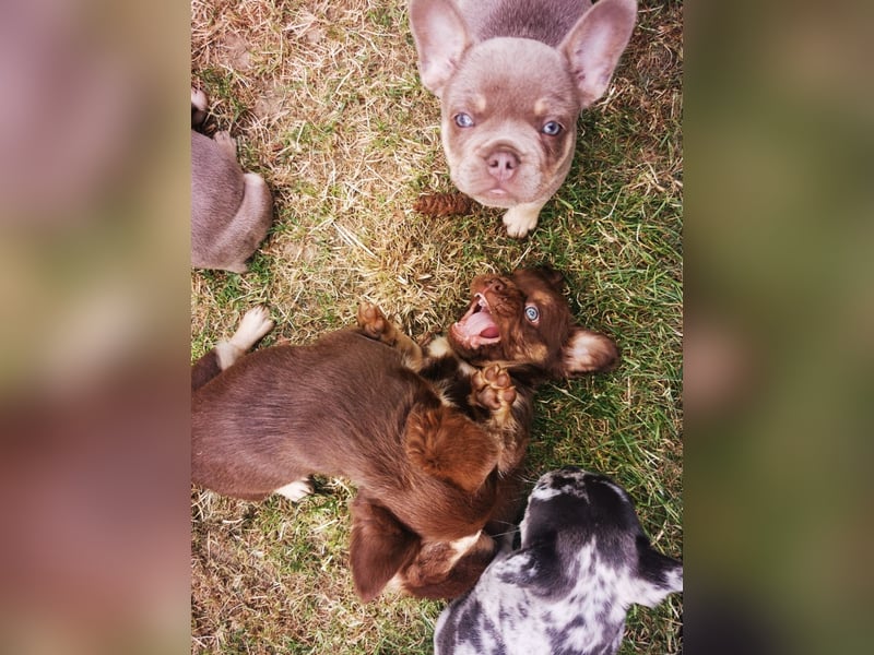 Französische Bulldoggen mit Nase und Rute, teilweise Fluffy