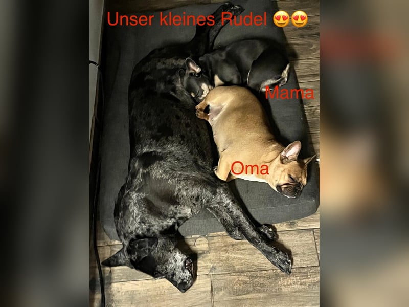 Französische Bulldoggen mit Nase und Rute, teilweise Fluffy