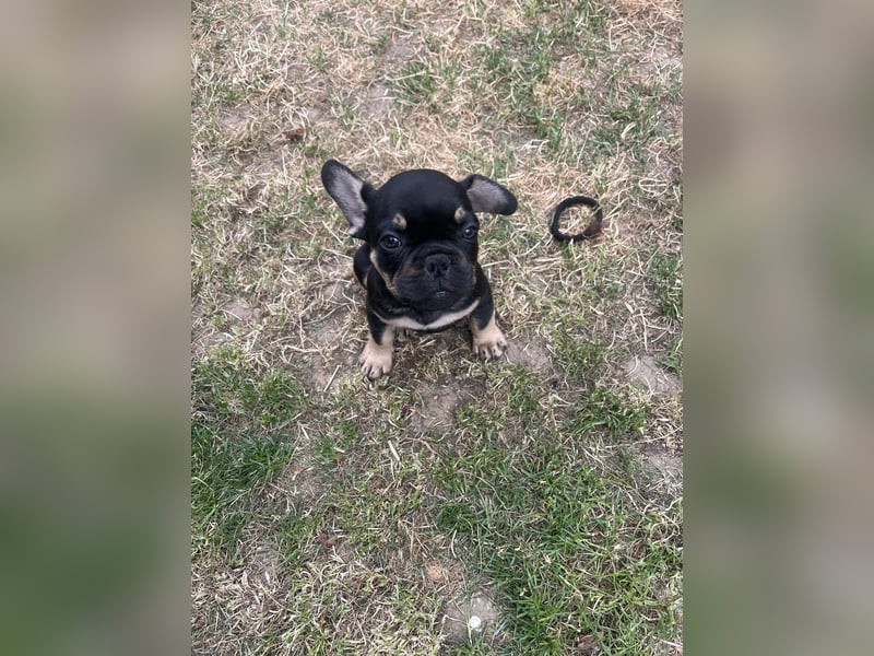 Französische Bulldoggen mit Nase und Rute, teilweise Fluffy