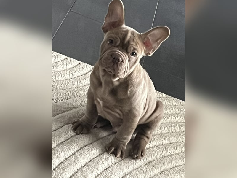 Französische Bulldogge welpe