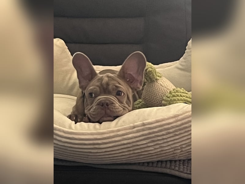 Französische Bulldogge welpe