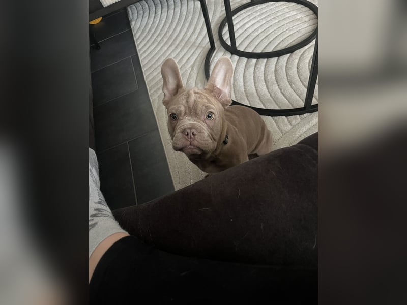 Französische Bulldogge welpe