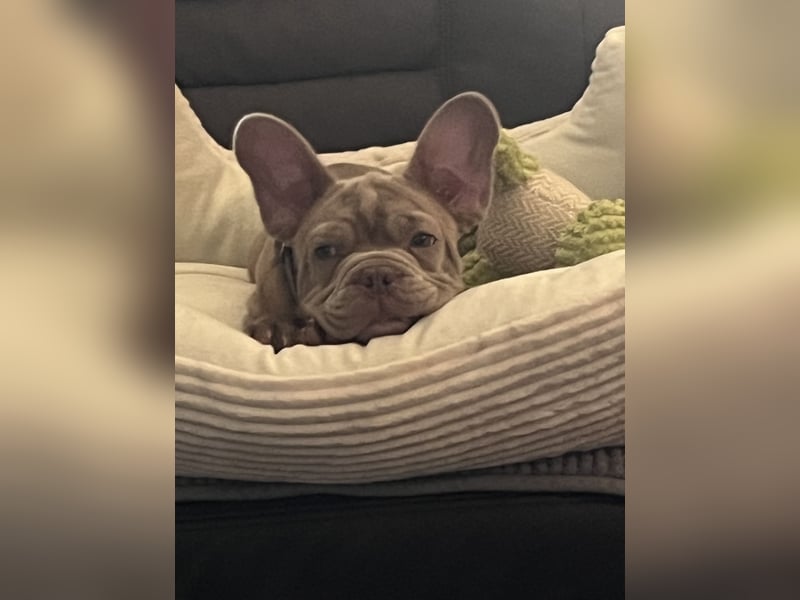 Französische Bulldogge welpe