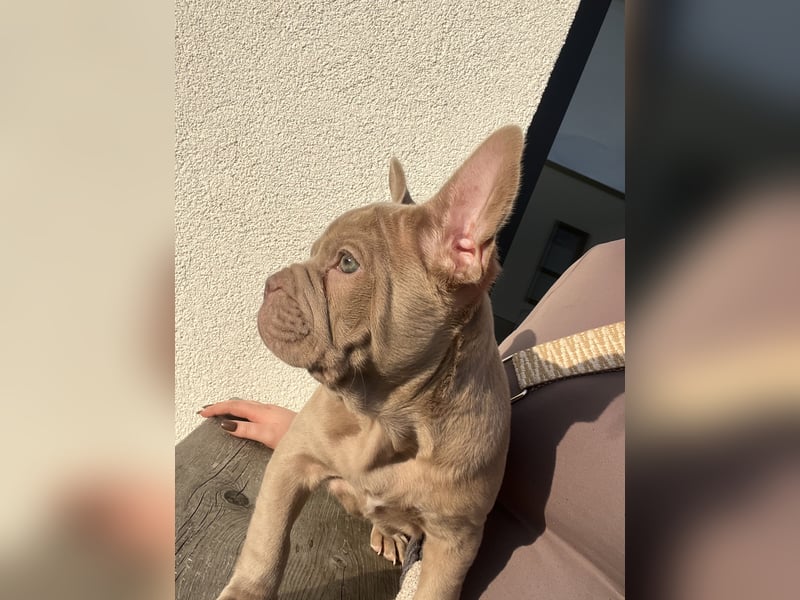 Französische Bulldogge welpe