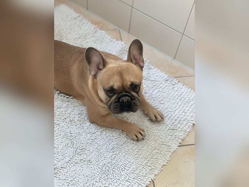 Französische Bulldogge „Camaro“ sucht ein liebevolles zu Hause