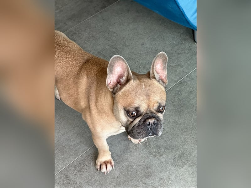 Französische Bulldogge „Camaro“ sucht ein liebevolles zu Hause