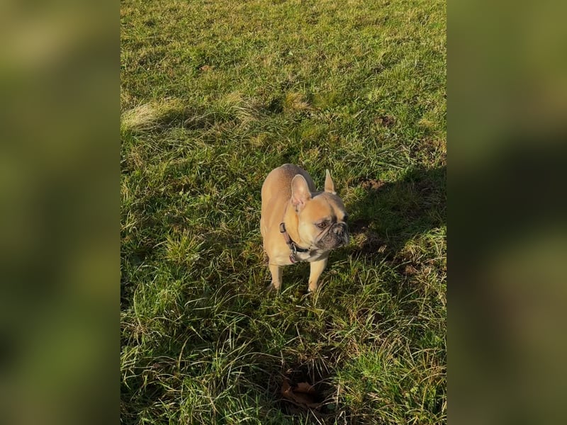 Französische Bulldogge „Camaro“ sucht ein liebevolles zu Hause
