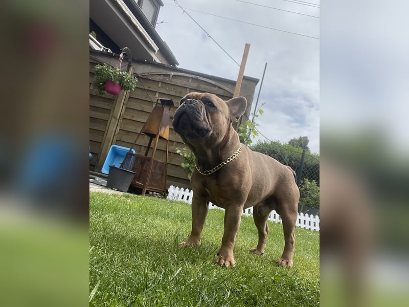 Deckrüde-Französische Bulldogge