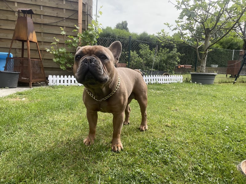 Deckrüde-Französische Bulldogge