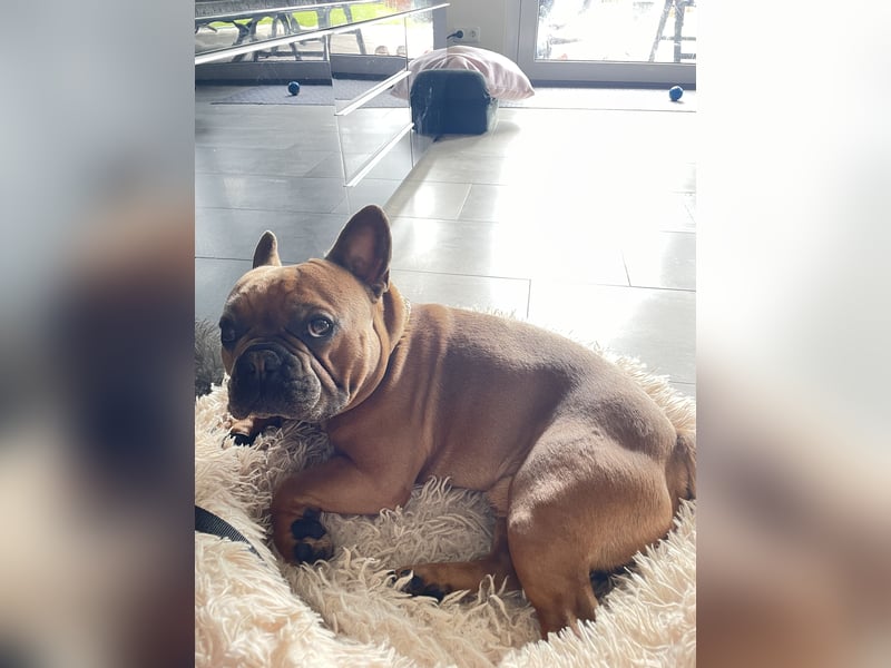 Deckrüde-Französische Bulldogge