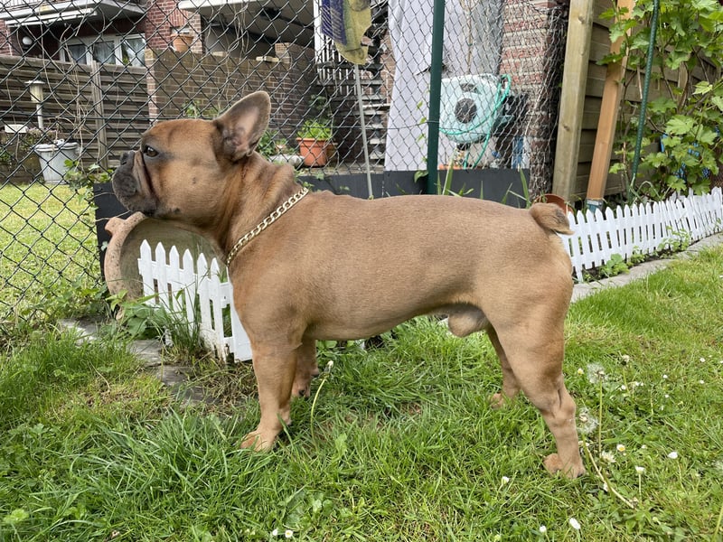 Deckrüde-Französische Bulldogge