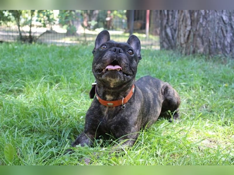 Ralfi, Franz. Bulldogge, geb. 2018, lustiger Bollerkopf sucht seinen Menschen, Einzelhund