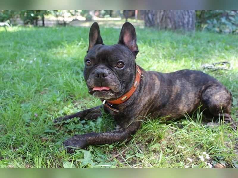 Ralfi, Franz. Bulldogge, geb. 2018, lustiger Bollerkopf sucht seinen Menschen, Einzelhund