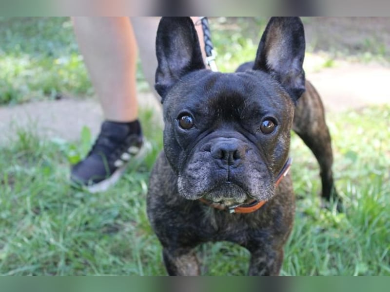 Ralfi, Franz. Bulldogge, geb. 2018, lustiger Bollerkopf sucht seinen Menschen, Einzelhund