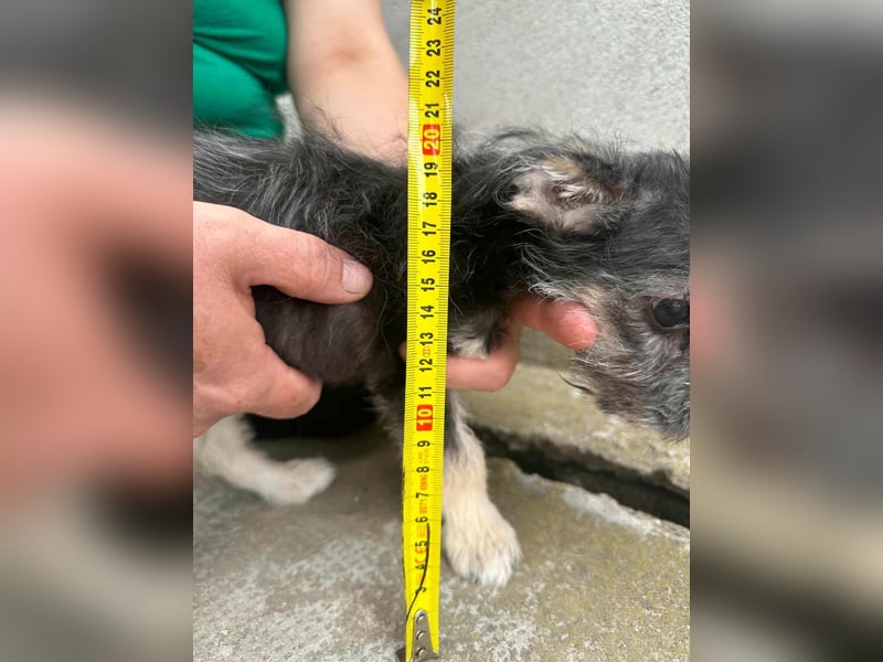 Scott, geboren 01.05.2025, 20cm sucht seine Menschen